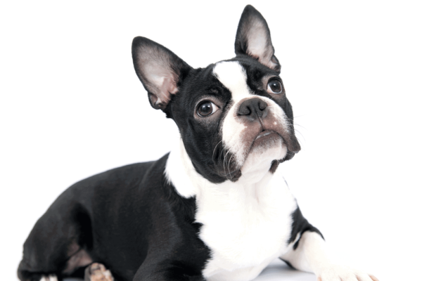 Boston Terrier