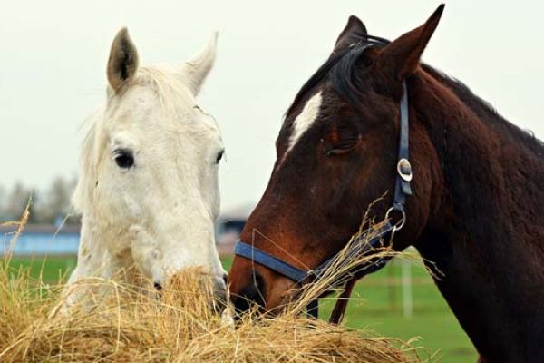 alimentazione del cavallo