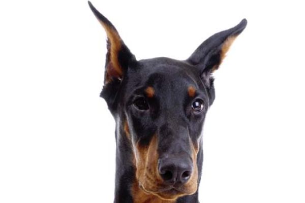 Dobermann