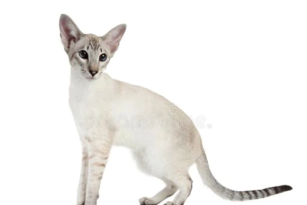 Gatto Colorpoint shorthair