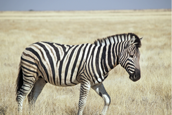 Zebra