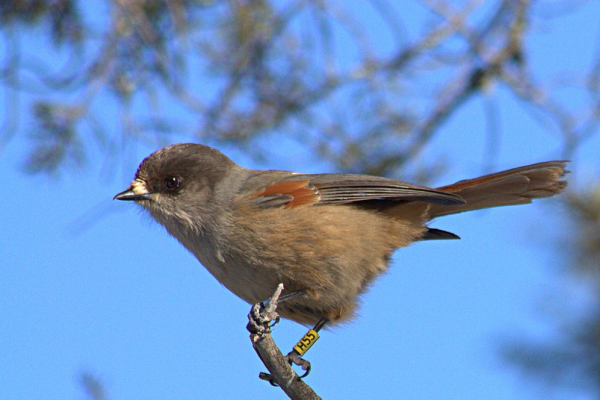 Ghiandaia siberiana