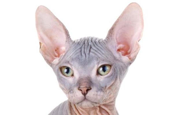 Gatto Sphynx