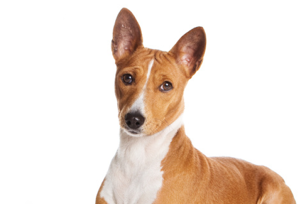 Basenji