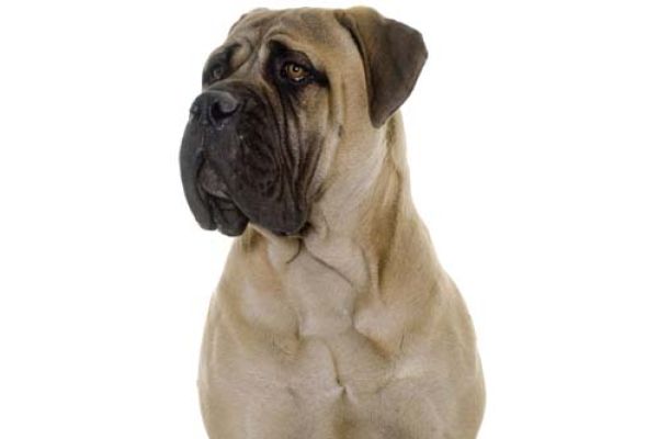 Bullmastiff