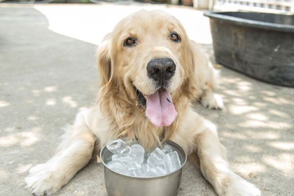 Colpo di calore nel cane