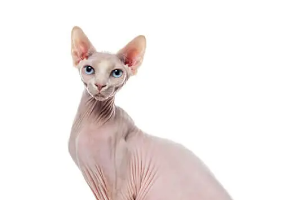 Gatto Don Sphynx