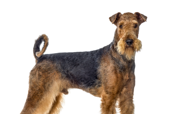 Airedale terrier