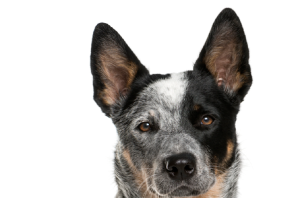 Australin Cattle Dog