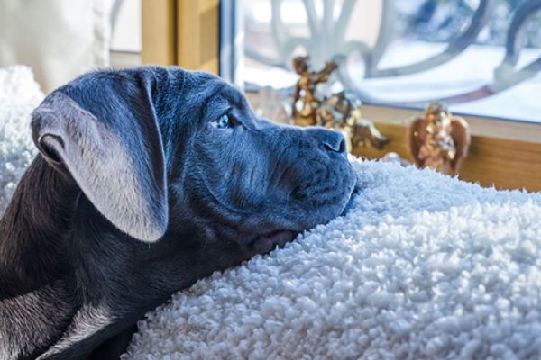 Serve il lettino di Freud al tuo cane