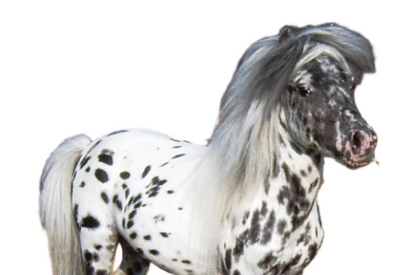 Cavallo Falabella