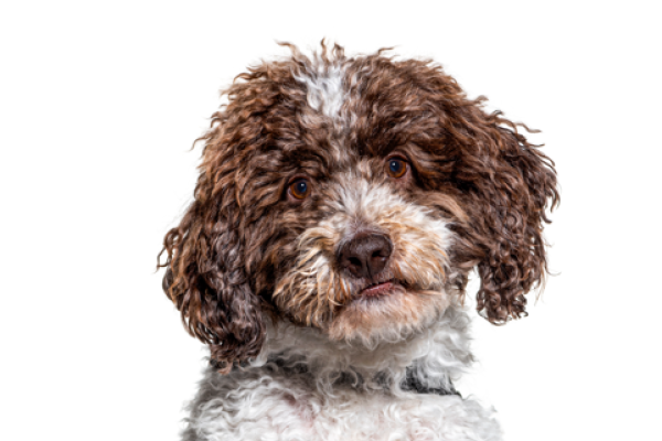 Lagotto Romagnolo