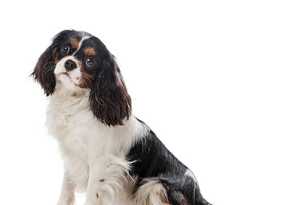 Cavalier King