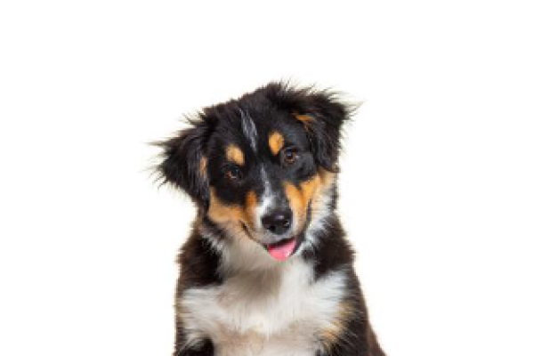 Miniature American Shepherd