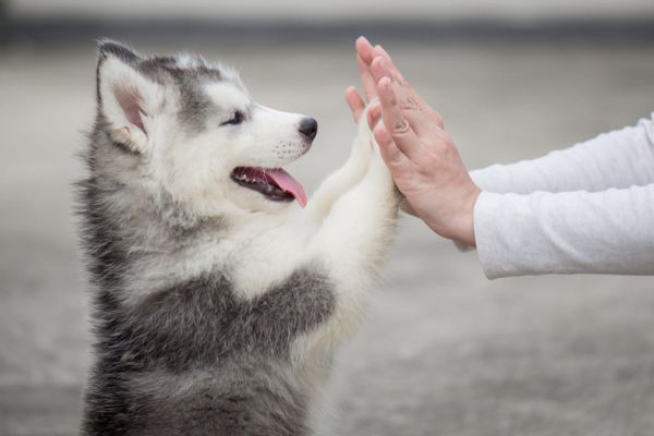 Come addestrare un cane