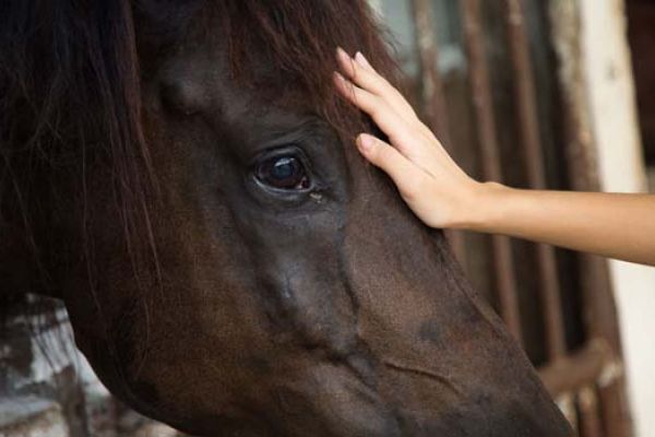 psicologia equina