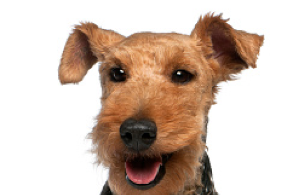 Welsh Terrier