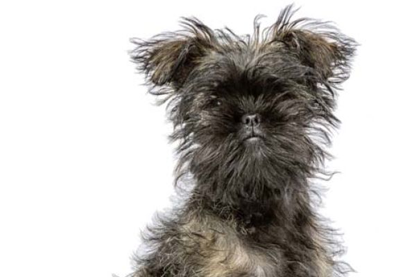 Affenpinscher