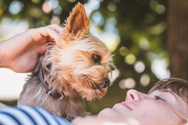 perdita di un animale domestico