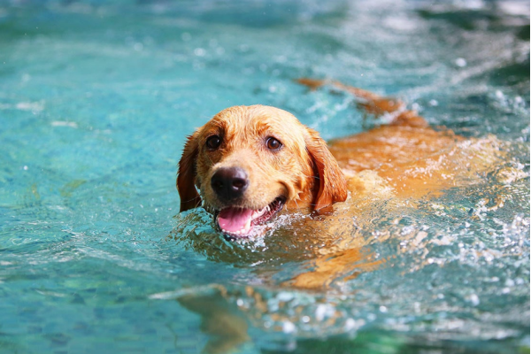 cane nuoto