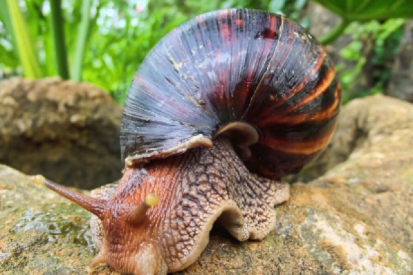 Chiocciola gigante africana