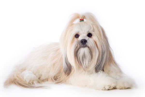 Lhasa Apso