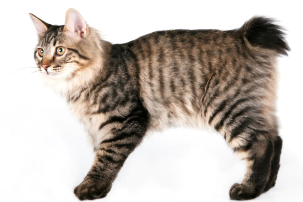 Gatto Kurilian Bobtail