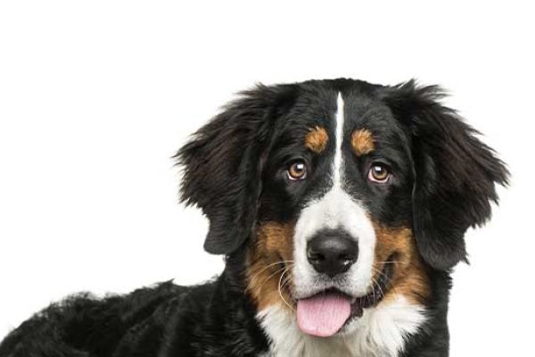 Bernese Mountain Dog