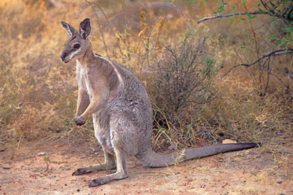 Wallaby