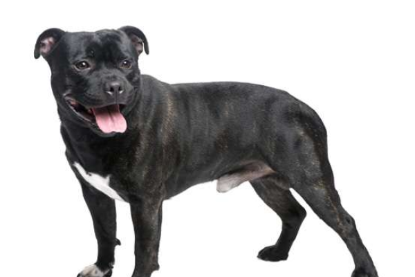 Staffordshire bull terrier