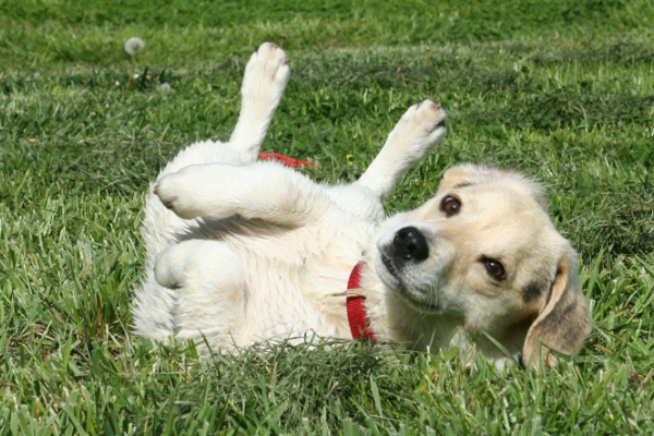 Come insegnare al cane a rotolare