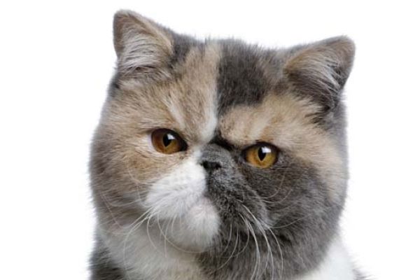 Gatto Exotic Shorthair