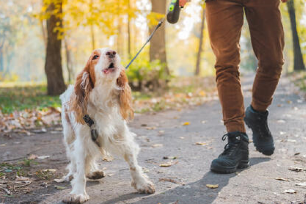 Insegnare al cane a ignorare altri cani