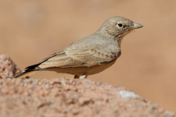 Allodola del deserto