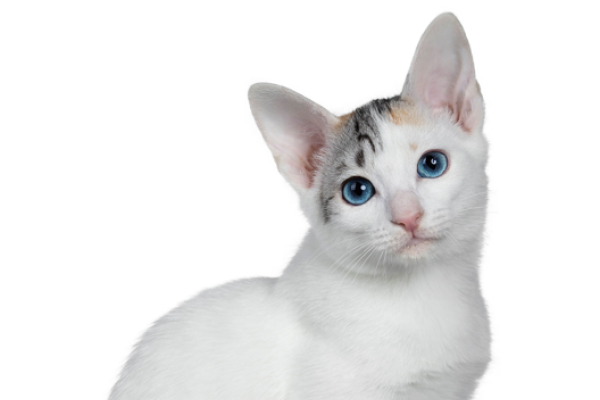 Japanese Bobtail