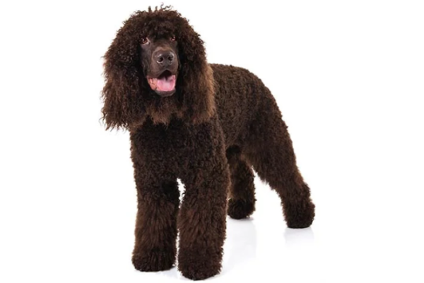 Irish Water Spaniel