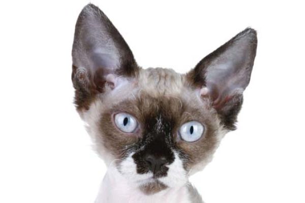 Gatto Devon Rex