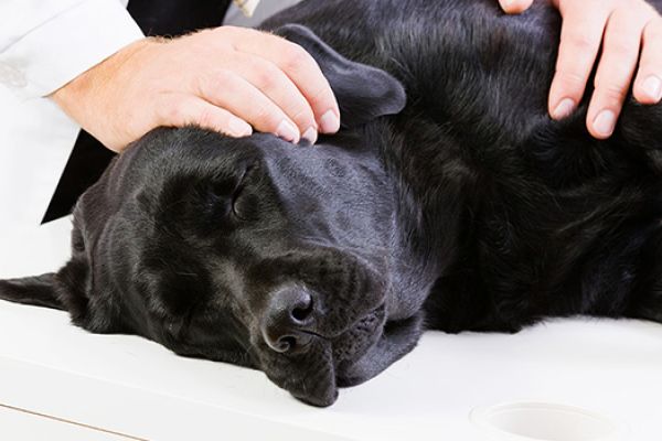 Se il vostro cane perde conoscenza