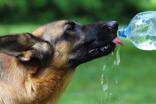 Gli animali e il caldo