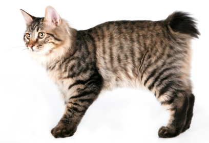 Gatti senza coda: caratteristiche delle razze e problemi comuni