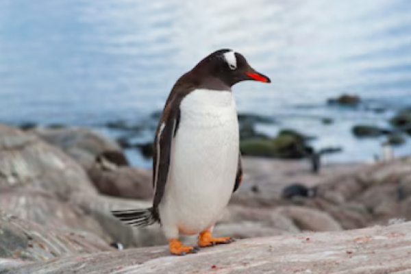 Pinguino gentoo