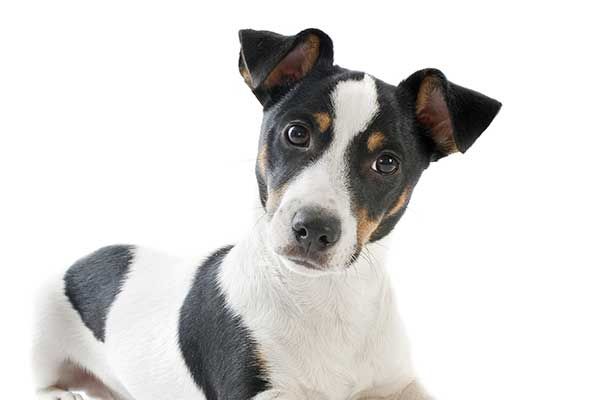 Jack Russell Terrier