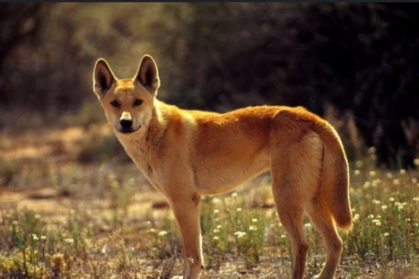 Dingo