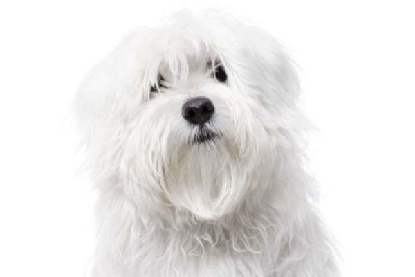 Maltese